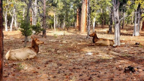 Grand Canyon South Rim Sunset Tour wth Dinner included Day Tours