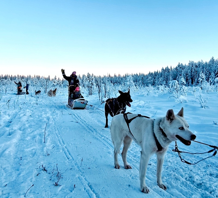Rovaniemi: Husky Safari with Transfers & BBQ