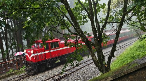 Alishan One Day Tour from Taichung Day Tours