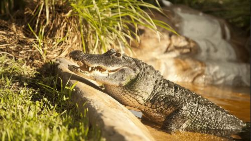 Everglades: Sawgrass Park Airboat Adventure Package Day Tours