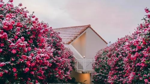 Jeju Island + Rainbow Road + Teddy Bear Safari + Daepo Jusangjeolli Cliff + Camellia Hill Botanical Garden Day Tours