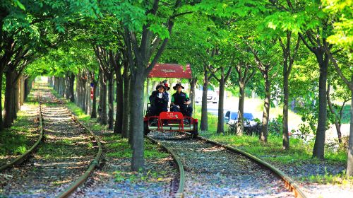 Nami Island one-day tour in South Korea [Alpaca Farm & Rail Bike & Garden of Morning Calm] Day Tours