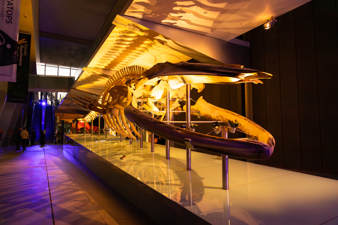 Melbourne Museum