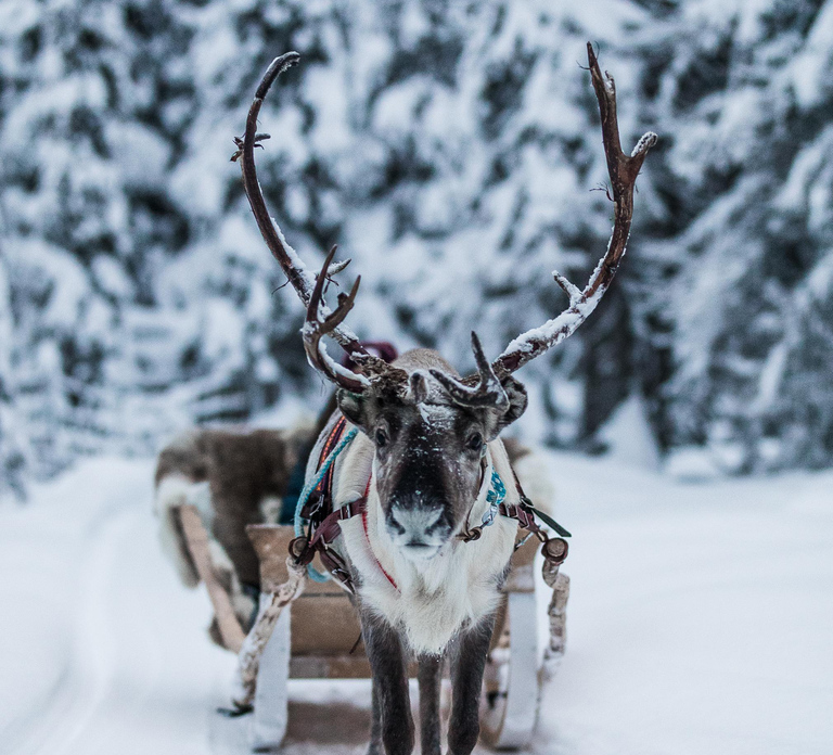 Ruka: Reindeer Ride and Husky Safari with Snacks