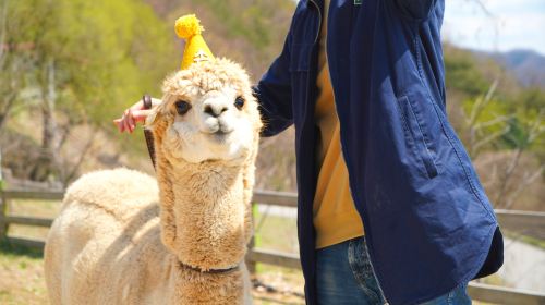Alpaca World Roundtrip Shuttle Bus One Day Tour (Hongdae/Dongdaemun/Myeongdong pick up and drop off) Day Tours