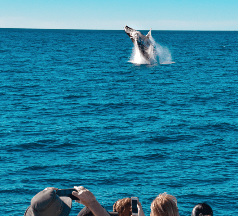Mooloolaba: Whale Watching Cruise