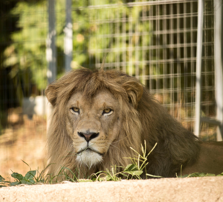 Zoo al Maglio: 1-Day Ticket for the Jungle of Ticino