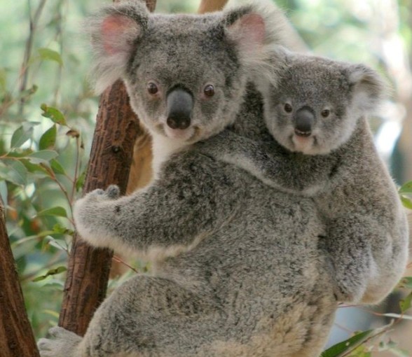 Lone Pine Koala Sanctuary