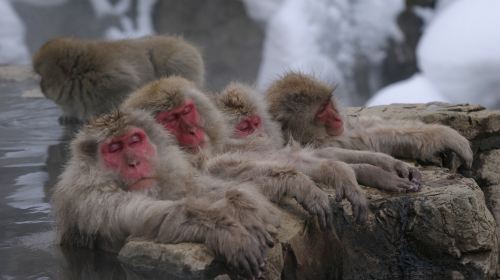 1 Day Snow Monkey Tour from Tokyo with Sukiyaki Lunch! Day Tours