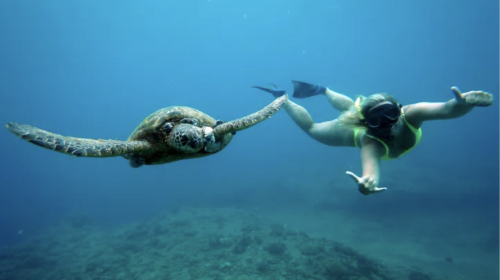 2.5-HOURS WAIKIKI TURTLE CANYON SNORKELING TOUR WITH CRUISE Day Tours