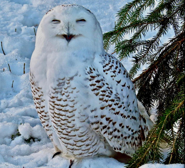 Rovaniemi: Ranua’s Wildlife Park Ticket with Transportation