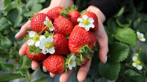 (Winter Special Eobi Valley) + Strawberry Picking + Nami Island + Gangchon Railbike One Day Tour (From Seoul) Day Tours