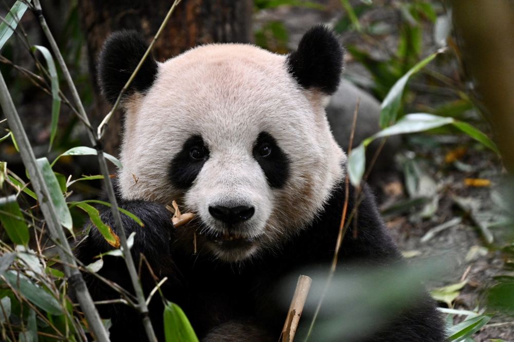 Chengdu Panda Park and Leshan Giant Buddha Daily Bus Tour with Tickets by CITS X ZANBUS - HolidaySG