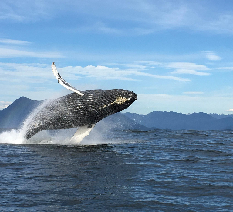 Tofino: Whale Watching Tour with Nature Guide