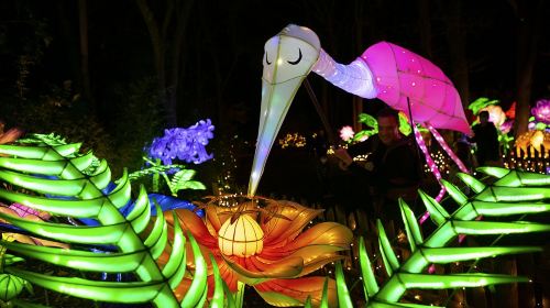 Bronx Zoo: Holiday Lights Tickets