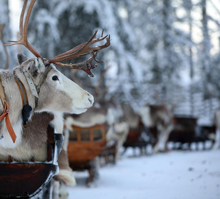 Kuusamo: Reindeer Sleigh Ride and Farm Visit