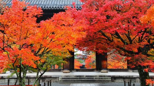 Kyoto autumn foliage 1-day tour: Nanzen-ji Temple + Nishiki Market + Gion + Nijō Castle night illumination show Day Tours
