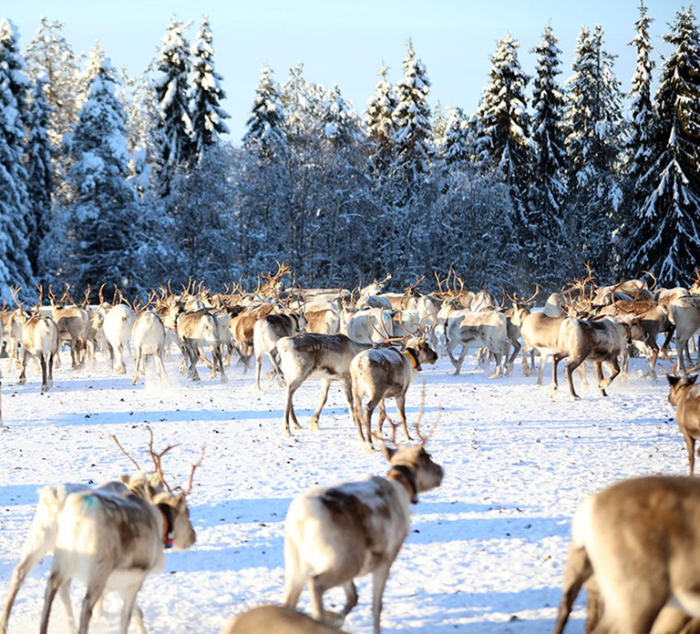 Kuusamo: Morning Feeding of Hundreds of Reindeer