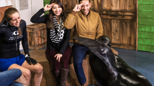 Georgia Aquarium: Sea Lion Encounter Day Tours