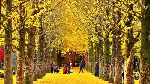 Gyeonggi Province, South Korea|Nami Island X Petite France X Italian Village Day Tours
