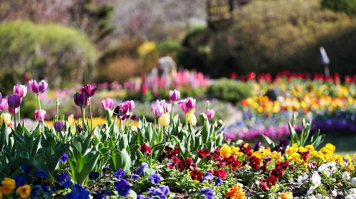 Day Trip to Nami Island with Rail bike and The Garden of Morning Calm Day Tours