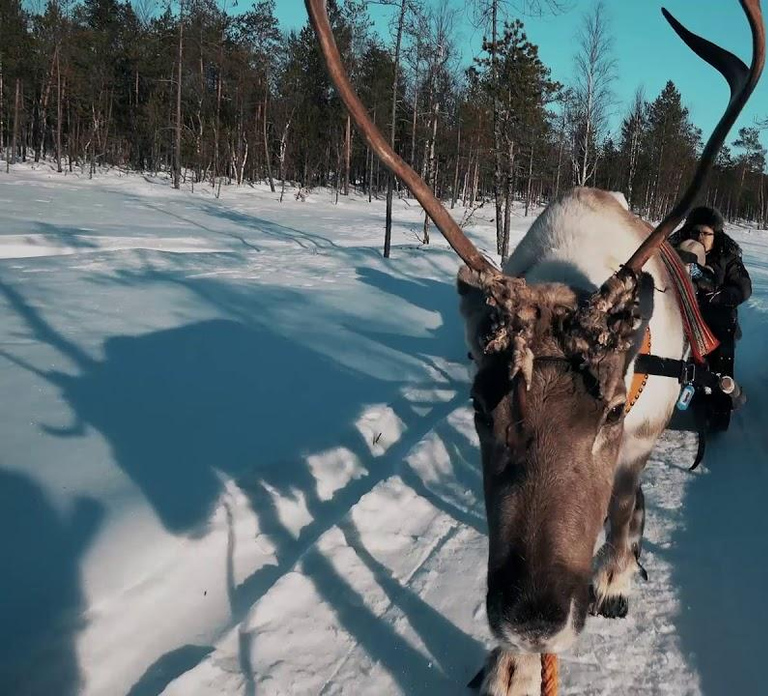 Rovaniemi: Reindeer Safari and Northern Lights Tour