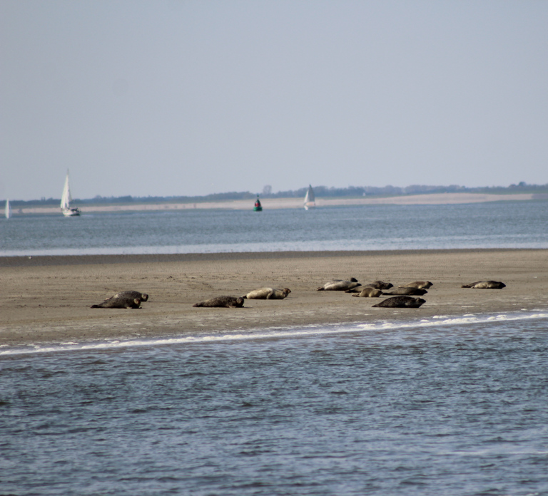 Amsterdam: Seal Safari at Waddensea UNESCO Site