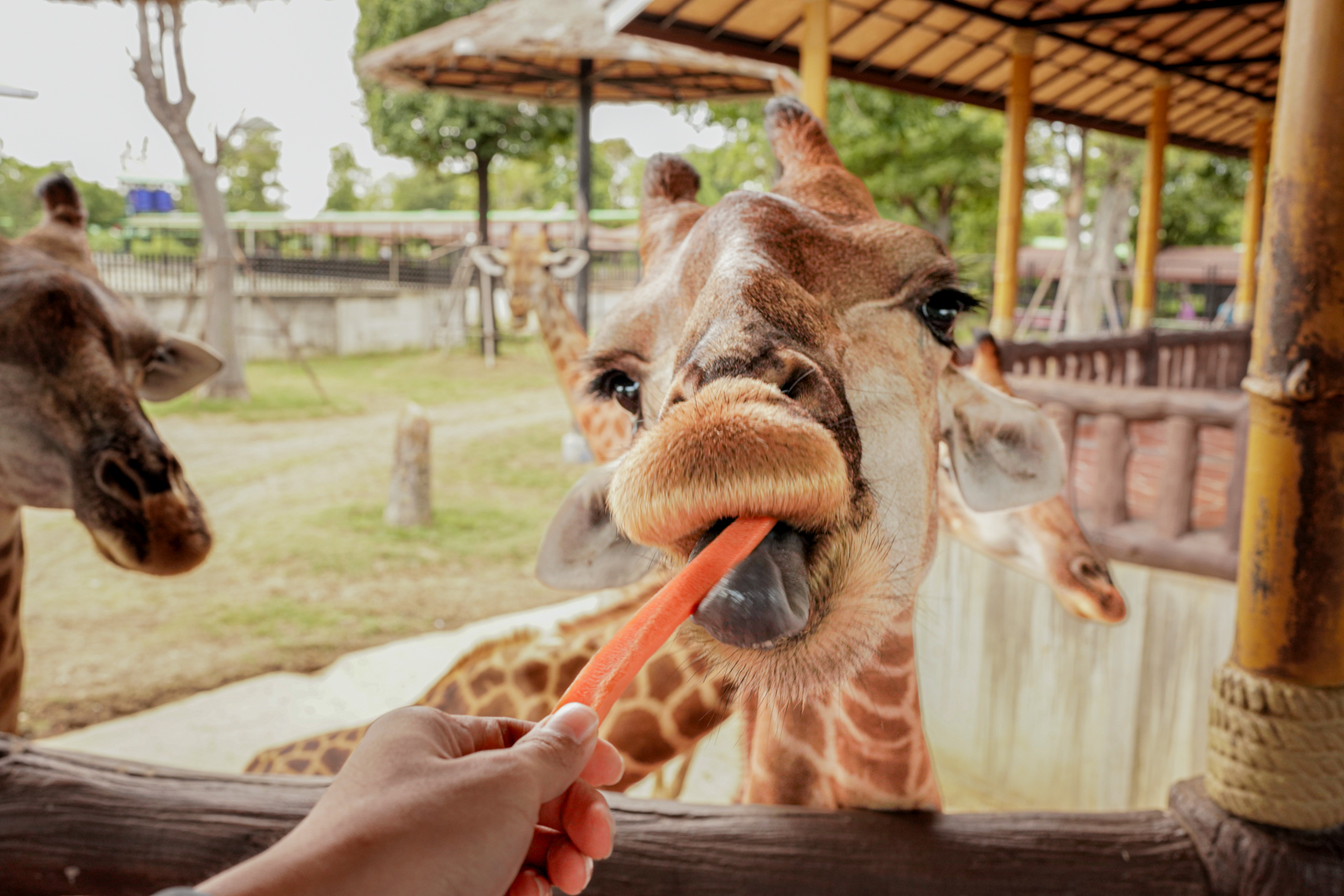 Closest Way for Wild Life & Living as Thai People with Thai Costume in Ayutthaya Day Tour