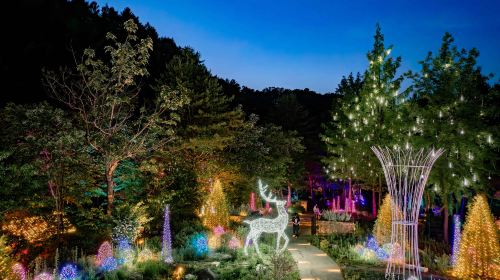 Alpaca World + Gangchon Railbike + Nami Island + Garden Light Festival One Day Tour (Depart from Seoul) Day Tours