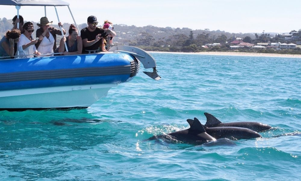 Victor Harbor Southern Ocean Adventure Cruise - HolidaySG