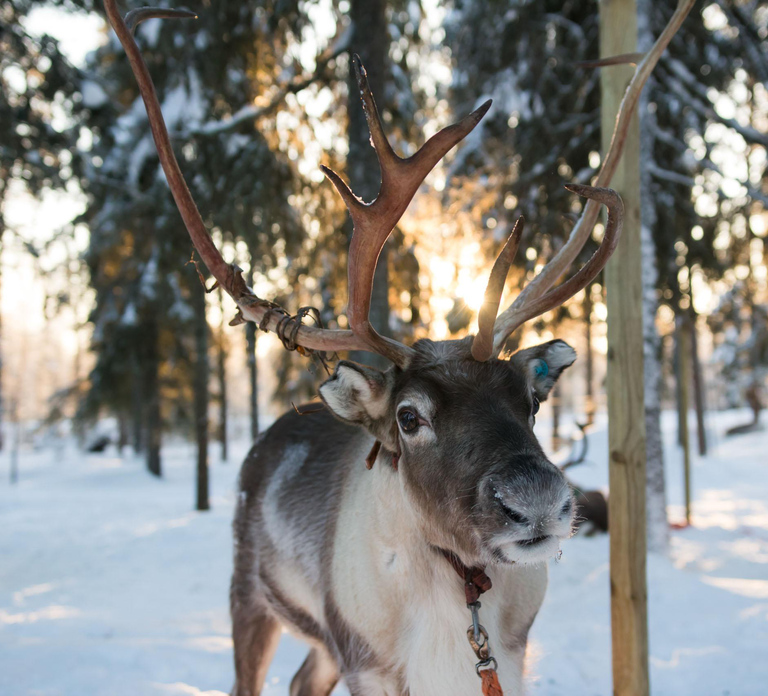 Rovaniemi: Evening Reindeer Safari