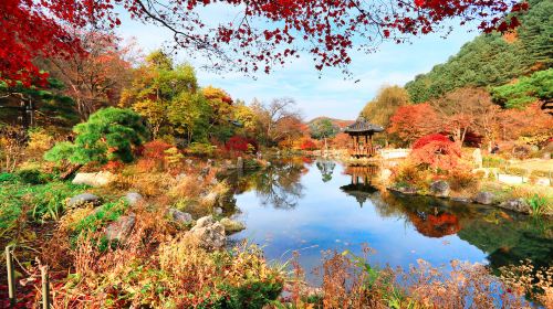 Nami Island + The Garden of Morning Calm One Day Tour (From Seoul) Day Tours