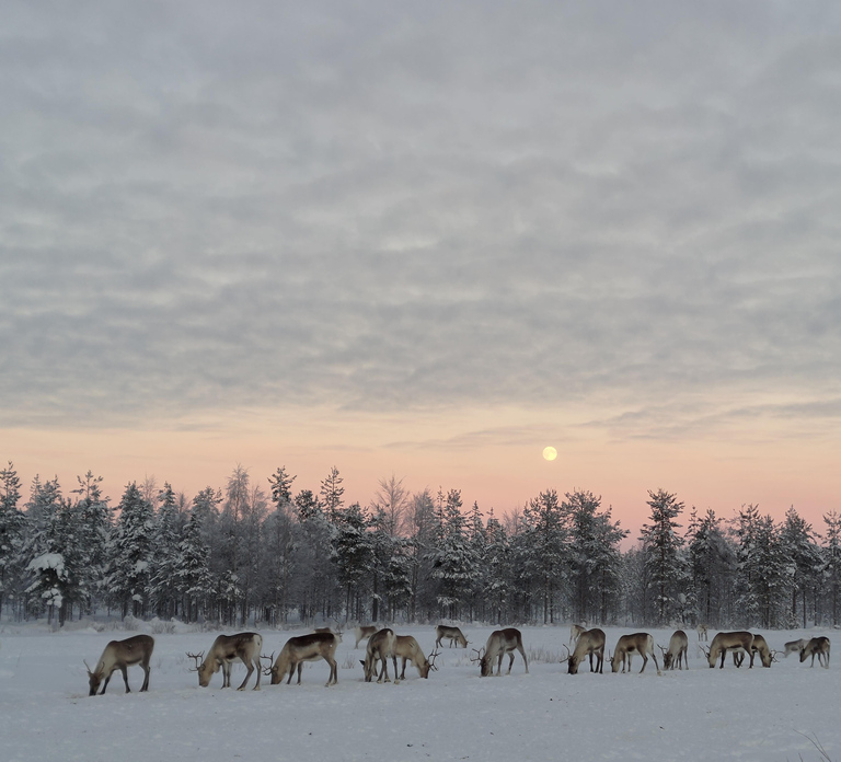Rovaniemi: Private reindeer farm visit & culture experience