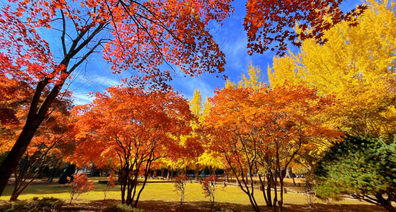 Nami Island - HolidaySG