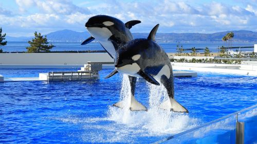 Kobe Suma Seaworld - HolidaySG