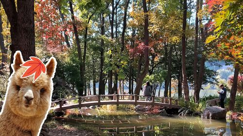 Nami+Alpaca+Garden of Morning Calm (+Rail Bike Option) Day Tours