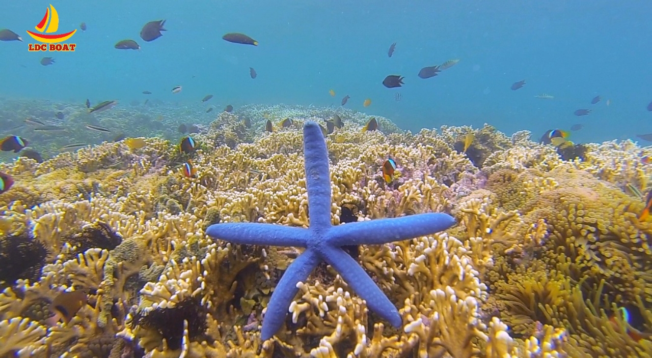 Secrate Island Private Snorkling Tour in lombok with go pro - HolidaySG
