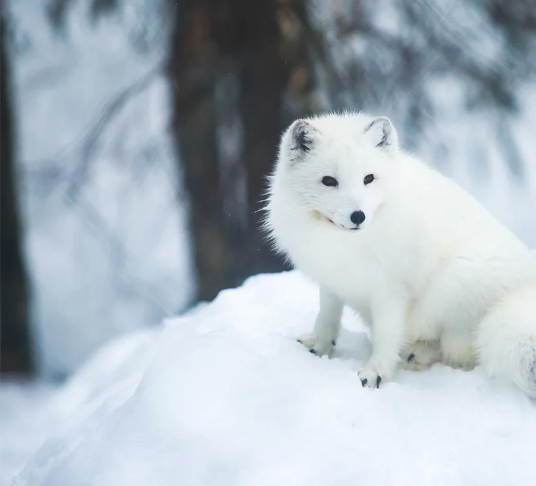 Rovaniemi: Arctic Animals Sleigh Rides and Wildlife Zoo