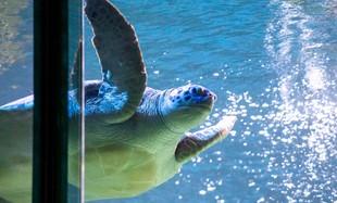 SEA LIFE Blackpool