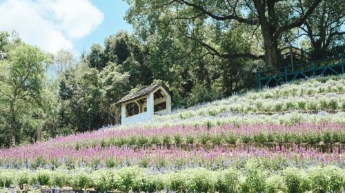Lavender Forest