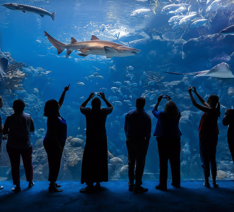 The Florida Aquarium Ticket