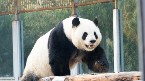 Beijing Zoo
