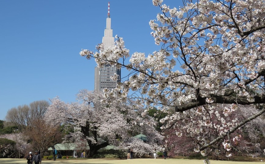 Limited-time cherry blossom season tour - A day trip to famous cherry blossom viewing spots in Tokyo.
