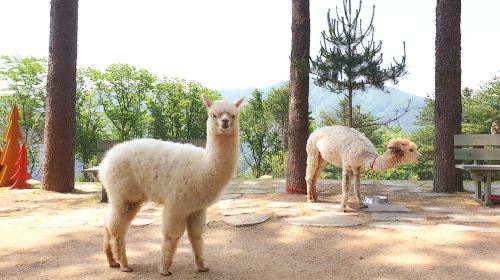 Alpaca World Private Charter Day Tour Day Tours