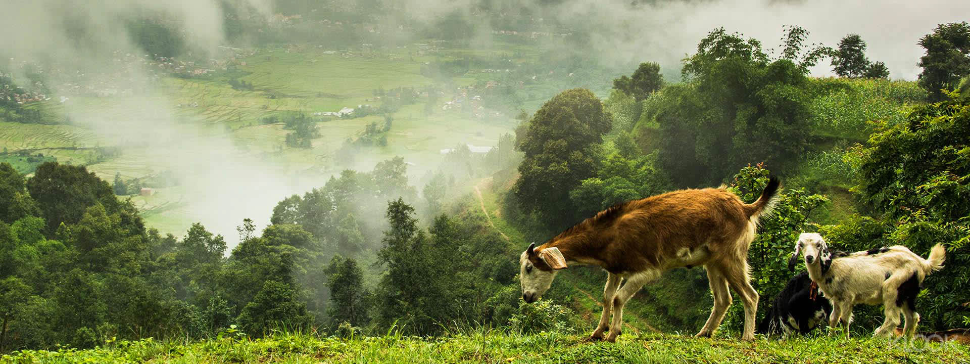 Nagarkot Day Hike - HolidaySG
