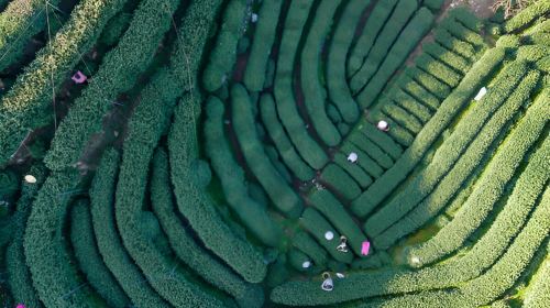 [Hangzhou] Private Car Day Tour to Meijiawu Tea Village, National Tea Museum & West Lake Day Tours