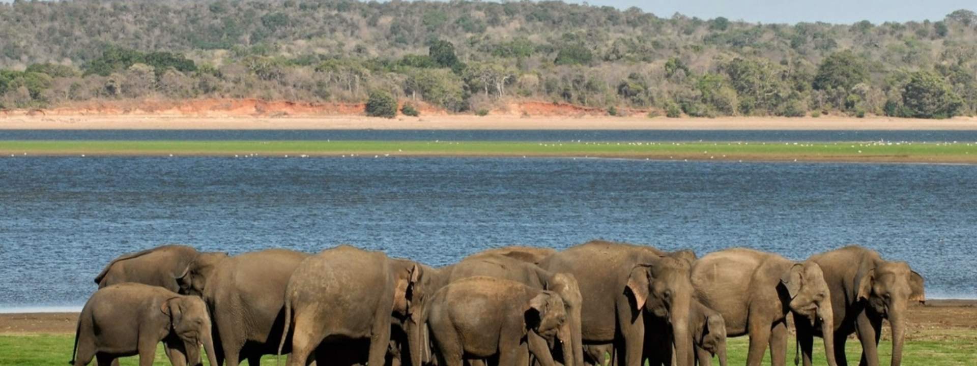 Minneriya National Park Safari Experience from Anuradhapura