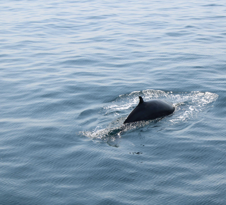 Dingle: Guided Mini Eco Boat Tour (2 Hours)