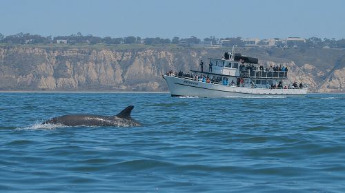 San Diego Whale Watching & Dolphin Cruise Day Tours