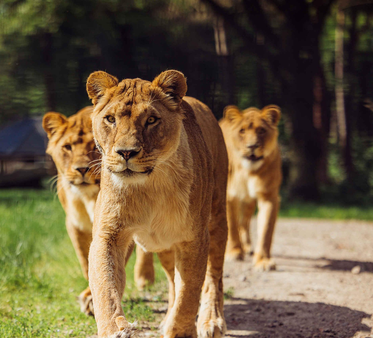 Hilvarenbeek: Safaripark Beekse Bergen Entry Ticket